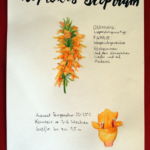 Isoplexis sceptrum